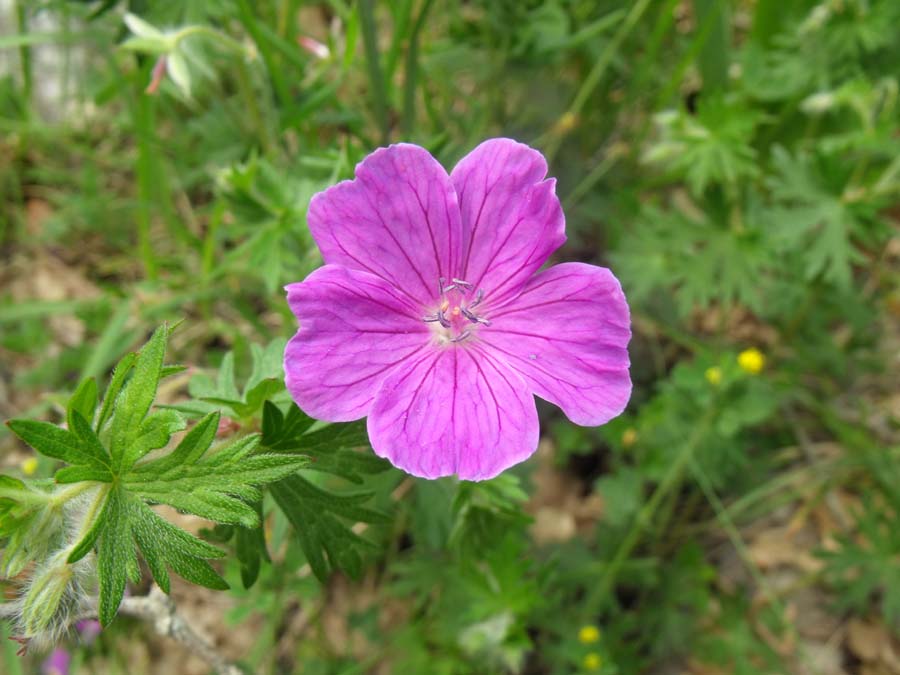 Geranium (?) garganico da ID - Geranium sanguineum